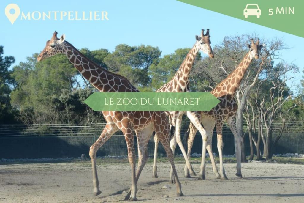 041 - Studio Le Chateau D'O, Appart 4Pers, Parking, Proche Faculte De Medecine 蒙彼利埃 外观 照片